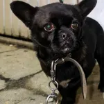 Chrapiszonka rezerwacja