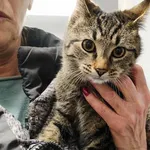 Znaleziono kota, Toruń, 23 listopada 2025