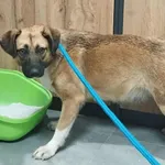 Znaleziono psa, Toruń, 26 listopada 2025