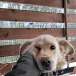 Pies do adopcji, Olsztyn, 1 listopada 2025