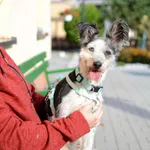 Pies do adopcji, Żary, 25 listopada 2025