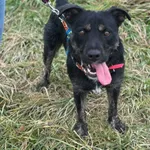 Pies do adopcji, Żywiec, 25 listopada 2025