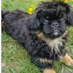 Zaginął pies, Stryków, 27 listopada 2025