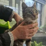 Kot do adopcji, Olsztyn, 12 listopada 2025