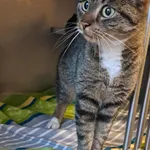 Kot do adopcji, Olsztyn, 8 listopada 2025