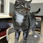 Kot do adopcji, Olsztyn, 8 listopada 2025