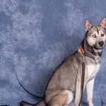 Szalony i nieokiełznany GERALT czeka na dom