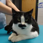 Znaleziono kota, Szczecin, 27 listopada 2025