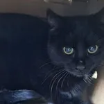 Kot do adopcji, Wrocław, 16 listopada 2025