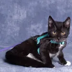 Waleczna KISZKA szuka najlepszego domu