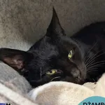 Kot do adopcji, Gdynia, 28 listopada 2025