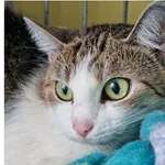 Kot do adopcji, Wrocław, 25 listopada 2025