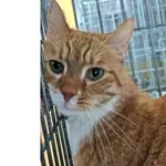 Kot do adopcji, Wrocław, 22 listopada 2025