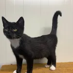 Kot do adopcji, Henrykowo, 25 września 2025