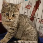 Znaleziono kota, Łódź, 27 listopada 2025