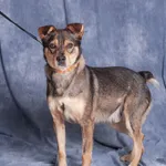 Bystry MIRO szuka cierpliwego domu