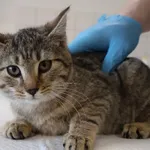 Znaleziono kota, Łódź, 27 listopada 2025