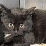 Kot do adopcji, Olsztyn, 26 listopada 2025