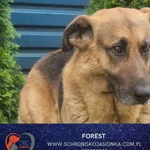Pies do adopcji, Dębniak, 26 maja 2025