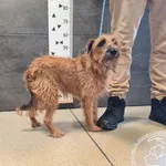 Przyjęty: 2025-11-27 Gmina: Morawica Płeć: Suka Opis: mieszaniec, brązowe