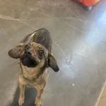 Pies do adopcji, Kraków, 13 listopada 2025