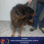 Pies do adopcji, Dębniak, 26 listopada 2025