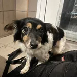 Znaleziono psa, Bydgoszcz, 23 listopada 2025