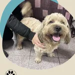 Znaleziono psa, Dąbrówka, 22 listopada 2025