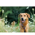 Znaleziono psa, Białystok, 21 stycznia 2023