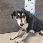 Znaleziono psa, Chełmek, 29 listopada 2025