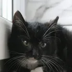 Kot do adopcji, Grudziądz, 5 listopada 2025