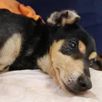 Znaleziono psa, Łódź, 29 listopada 2025