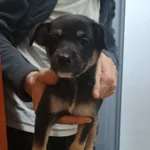 Pongo 510/2025 REZERWACJA