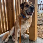 Znaleziono psa, Szczecin, 28 listopada 2025