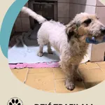 Znaleziono psa, Dąbrówka, 23 listopada 2025