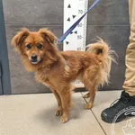 Przyjęty: 2025-11-28 Gmina: Żywiec Płeć: Pies Opis: mieszaniec, rude