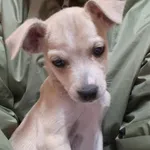 Znaleziono psa, Chojnice, 24 listopada 2025