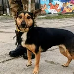 Znaleziono psa, Pieckowo, 25 listopada 2025