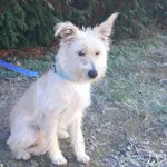 Znaleziono psa, Henrykowo, 18 listopada 2025