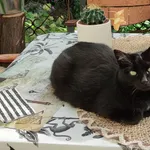 Zaginął kot, Łódź, 29 listopada 2025