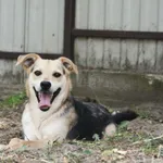 Oddam psa, Warszawa, 30 listopada 2025