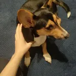 Zaginął pies, Łódź, 29 listopada 2025