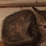 Znaleziono kota, Toruń, 27 listopada 2025