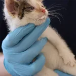 Znaleziono kota, Łódź, 29 listopada 2025