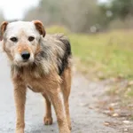 Pies do adopcji, Nowodwór, 29 listopada 2025