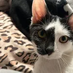 Lucek – domowy cudak słodziak szuka domku! 