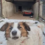 Pies do adopcji, Milanówek, 12 stycznia 2026