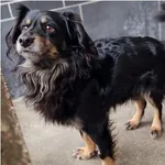 Znaleziono psa, Wrocław, 14 listopada 2025