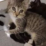 Oddam kota, Warszawa, 1 grudnia 2025