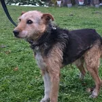 Pies do adopcji, Ropczyce, 1 grudnia 2025